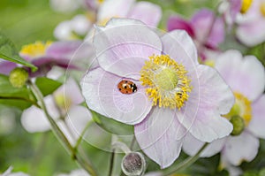 Ladybird On Anenome