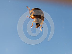 Ladybird animal of class Insecta insects photo