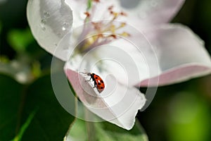 Ladybird on apple blossom. Apple blooming branch and ladybug