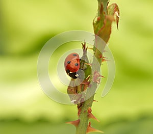 Ladybird attack aphids