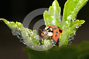 Ladybird