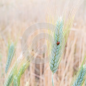 Ladybird in barley fields