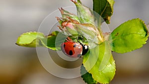 Ladybird beetle in bright sun after winter hibernation.