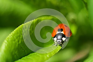 Ladybird, beetle, close-up photo on a green leaf