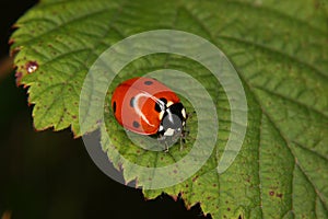 Ladybird beetle (Coccinella septempunctata)