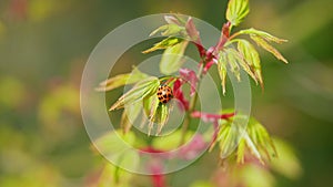 Ladybird Beetle Or Ladybugs. Spring Young Shoots Of Maple Leaves. Natural Background. Close up.