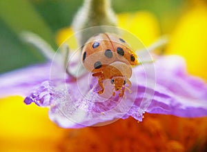 Ladybird beetles