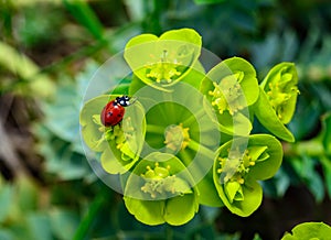 Ladybird beetles eating on a flower blue myrtle spurge, broad-leaved glaucous-spurge (Euphorbia myrsinites