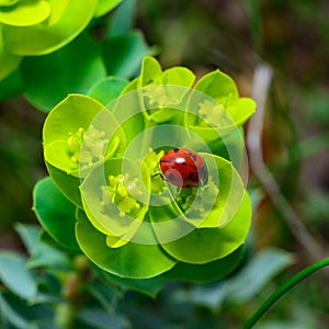 Ladybird beetles eating on a flower blue myrtle spurge, broad-leaved glaucous-spurge (Euphorbia myrsinites