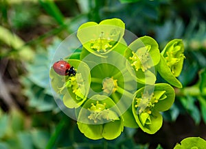 Ladybird beetles eating on a flower blue myrtle spurge, broad-leaved glaucous-spurge (Euphorbia myrsinites