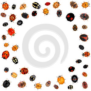 Ladybird beetles. Frame. Color biodiversity