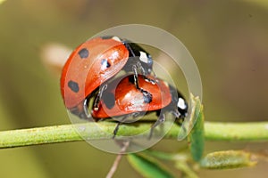 Ladybird beetles mating