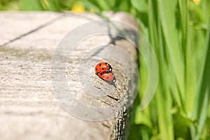Ladybird beetles mating.