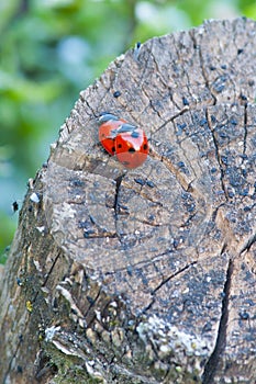 Ladybird beetles mating on the stump