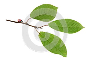 Ladybird on a bird cherry branch