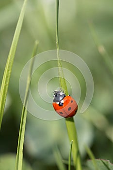 Ladybird on a blade