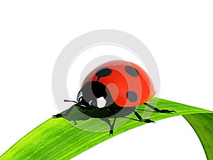 Ladybird on a blade of grass.