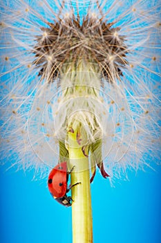 Ladybird on blowball