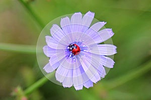 LADYBIRD ON THE BLUE FLOWER