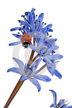 Ladybird on the Blue Snowdrop