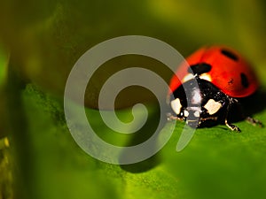 Ladybird bug resting on green leaf macro