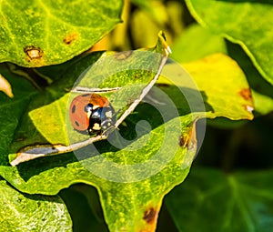 Ladybird bug sitting on a green ivy leaf, insect with orange wings and black spots, common insect in europe