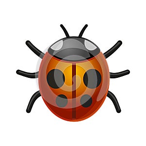 Ladybird Bug on White Background. Vector.