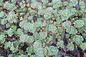 Ladybird on bush