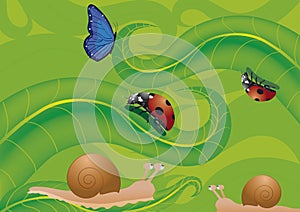 Ladybird butterfly and snails