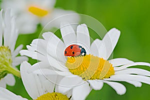 Ladybird on a camomile