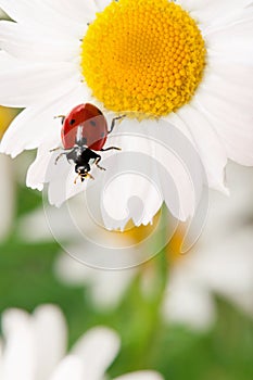 Ladybird on a camomile