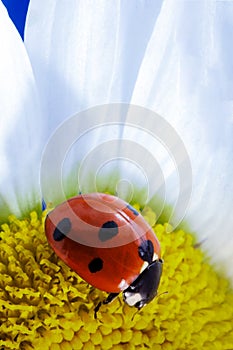 ladybird on camomile flower on blue background