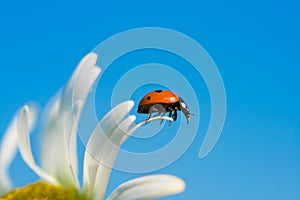 Ladybird on chamomile petal