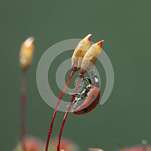 Ladybird climbed on Haircap moss seta photo