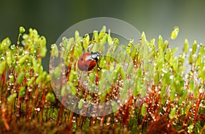 Ladybird climbed on moss stalks