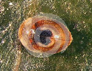 Ladybird, Clitostethus arcuatus