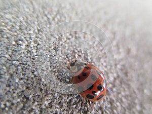 Ladybird close-up on the wall