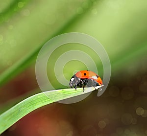 Ladybird closeup on a leaf