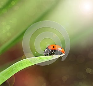 Ladybird closeup on a leaf