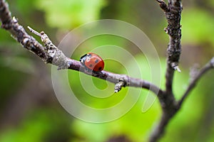 Ladybird closeup on a leaf. Selective focus