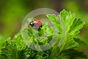 Ladybird closeup on a leaf. Selective focus