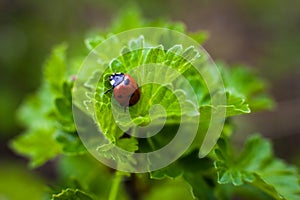 Ladybird closeup on a leaf. Selective focus