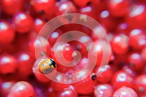 Ladybird closeup on a red currant