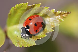 Ladybird (Coccinella septempunctata)