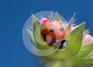 Ladybird, Coccinella septempunctata on field scabious