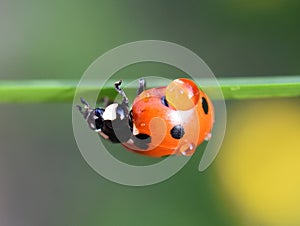 Ladybird coccinella septempunctata on wet straw