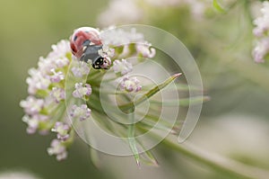 Ladybird, Coccinella septempunctata on white flowers