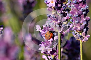 Ladybird Coccinellidae on lavender flower