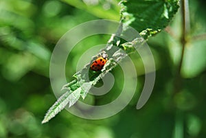 Ladybird (Coccinellidae) on a leaf