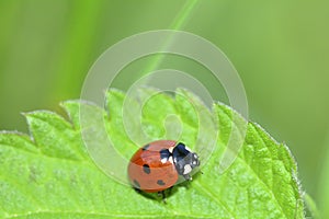 A Ladybird     Coccinellidae   on leaf  in green nature